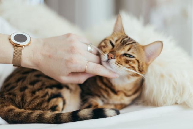 Ronronnement des chats : science, communication et bienfaits